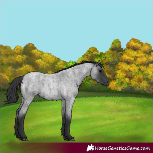 Horse Color:Blue Roan 