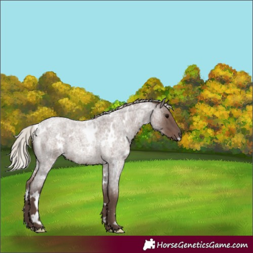 Horse Color:White Spotted Silver Blue Roan 