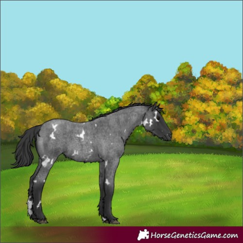 Horse Color:White Spotted Blue Roan 