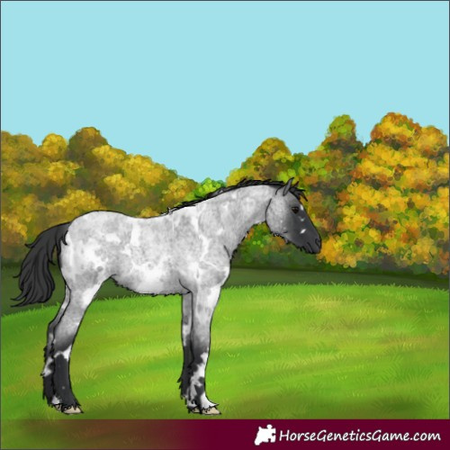 Horse Color:White Spotted Blue Roan 