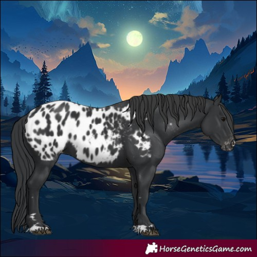 Horse Color:Black Near Leopard 