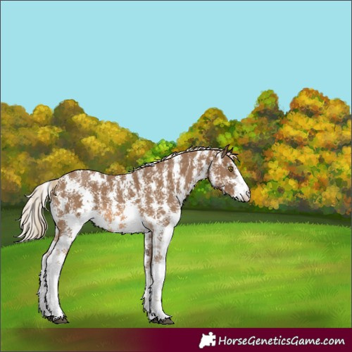 Horse Color:Chocolate Palomino Sabino