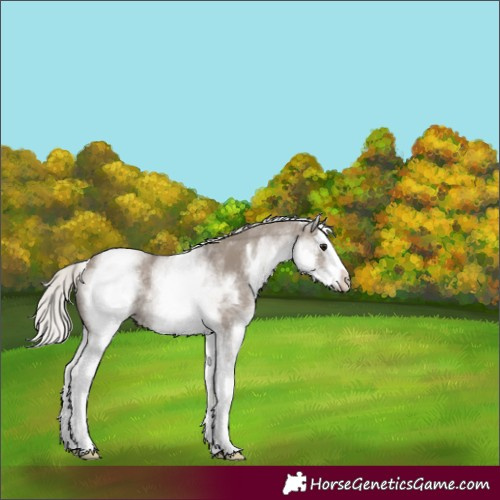 Horse Color:White Spotted Silver Smoky Grullo Splash