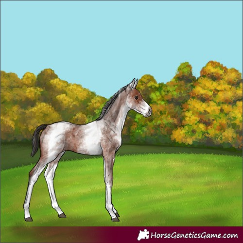 Horse Color:Gray White Spotted Bay Roan 
