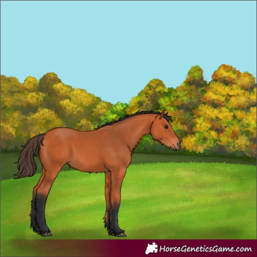 Horse Color:Bay Rabicano