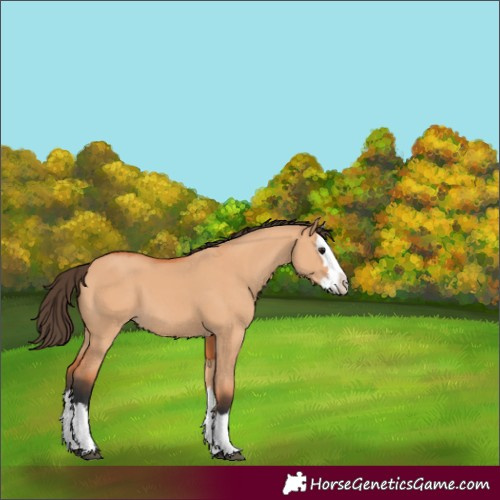 Horse Color:Bay Dun Splash 