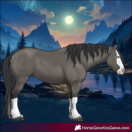 Horse Color:Grullo Splash