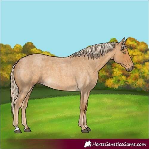 Horse Color:Palomino Roan 