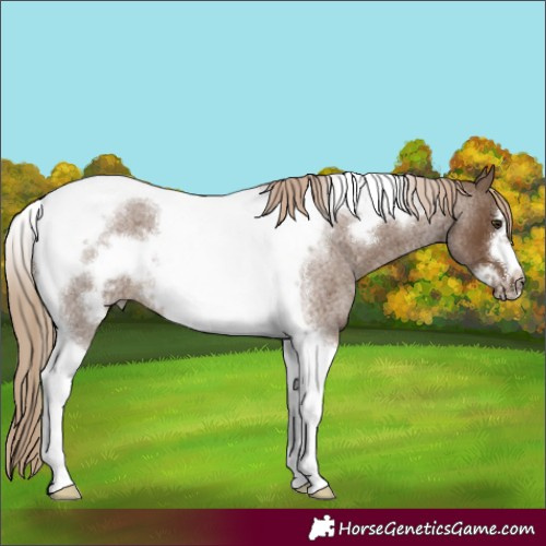 Horse Color:Chocolate Palomino Roan Tobiano Frame Rabicano 