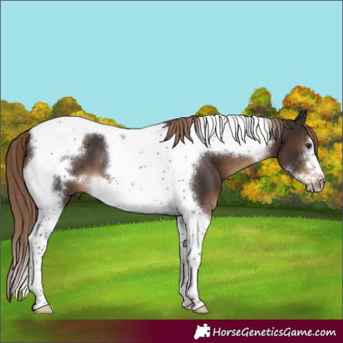 Horse Color:Liver Chestnut Tobiano Frame 