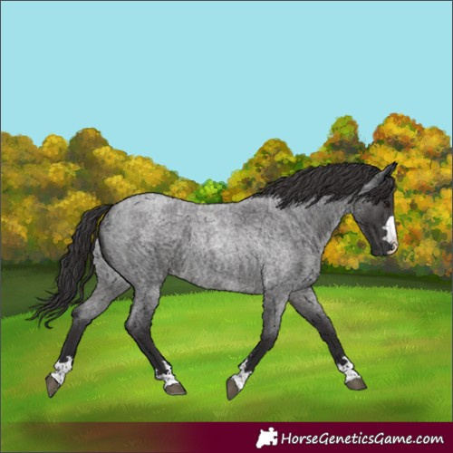Horse Color:Smoky Blue Roan 