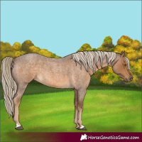 Horse Color:Chocolate Palomino Roan 