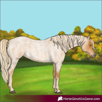 Horse Color:Palomino Roan