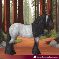 Horse Color:Smoky Blue Roan 