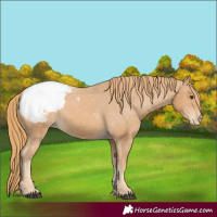 Horse Color:Chestnut Snowcap 