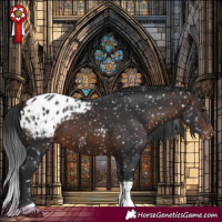 Horse Color:Brown Tobiano Appaloosa