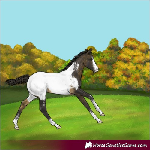 Horse Color:Buckskin Near Fewspot 