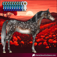 Horse Color:Brown Tobiano Snowcap Rabicano
