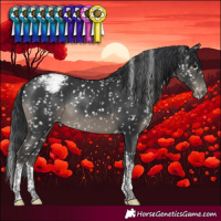 Horse Color:Black Tobiano Appaloosa Rabicano