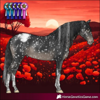 Horse Color:Black Tobiano Appaloosa Rabicano 