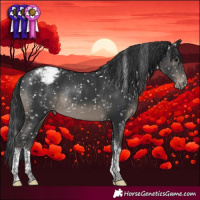 Horse Color:Black Tobiano Appaloosa Rabicano 