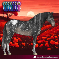 Horse Color:Black Tobiano Appaloosa Rabicano 