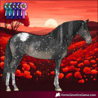 Horse Color:Black Tobiano Appaloosa Rabicano