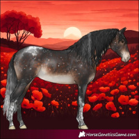 Horse Color:Brown Tobiano Appaloosa Rabicano 