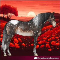 Horse Color:Brown Tobiano Appaloosa Rabicano