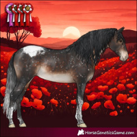 Horse Color:Brown Tobiano Appaloosa Rabicano