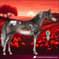 Horse Color:Brown Tobiano Appaloosa Rabicano