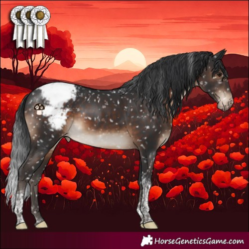 Horse Color:Brown Tobiano Appaloosa Rabicano 