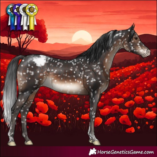 Horse Color:Brown Tobiano Appaloosa Rabicano 