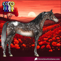 Horse Color:Brown Tobiano Appaloosa Rabicano