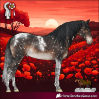 Horse Color:Brown Tobiano Appaloosa Rabicano
