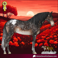 Horse Color:Brown Tobiano Appaloosa Rabicano