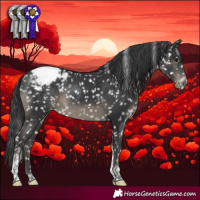 Horse Color:Black Tobiano Appaloosa Rabicano