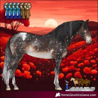 Horse Color:Brown Tobiano Appaloosa Rabicano 