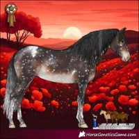 Horse Color:Brown Tobiano Appaloosa Rabicano 