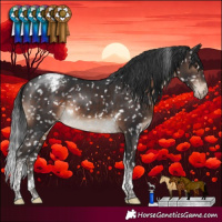 Horse Color:Brown Tobiano Appaloosa Rabicano 