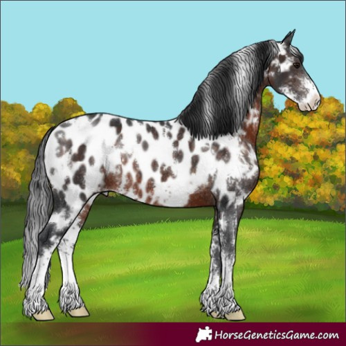 Horse Color:White Spotted Brown Sabino Appaloosa Rabicano