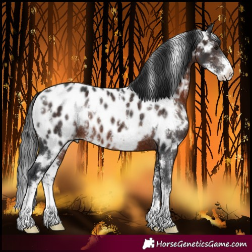 Horse Color:White Spotted Brown Sabino Near Leopard Rabicano 