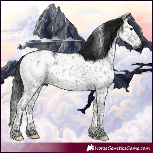 Horse Color:Gray White Spotted Black Sabino Appaloosa Rabicano 