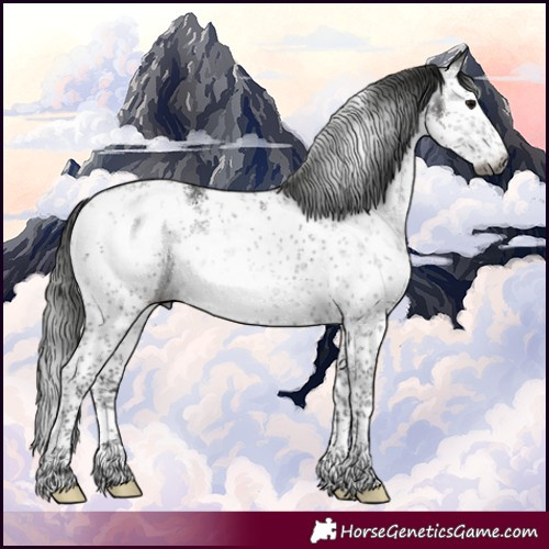 Horse Color:Gray White Spotted Black Sabino Blanket Rabicano