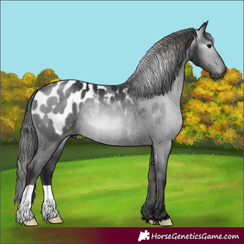 Horse Color:Gray Black Appaloosa Rabicano 