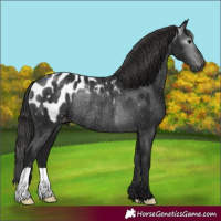 Horse Color:Gray Black Appaloosa Rabicano 