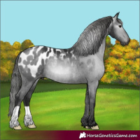 Horse Color:Gray Black Appaloosa Rabicano