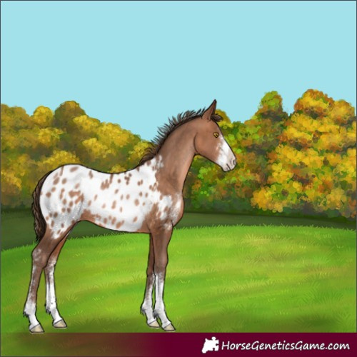 Horse Color:Brown Pearl Sabino Appaloosa Rabicano