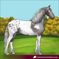 Horse Color:Gray Silver Black Tobiano Appaloosa Rabicano