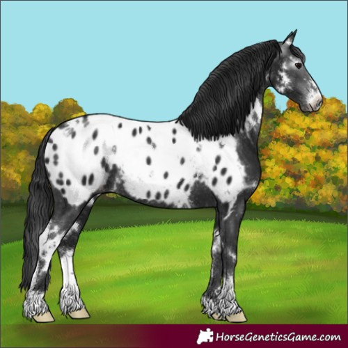 Horse Color:Gray White Spotted Brown Sabino Appaloosa Rabicano 